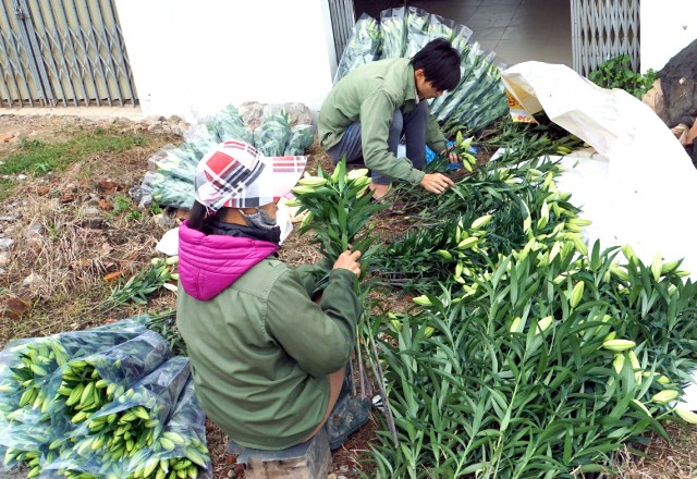 “Giải cứu” hoa ly nở sớm ở Tây Tựu