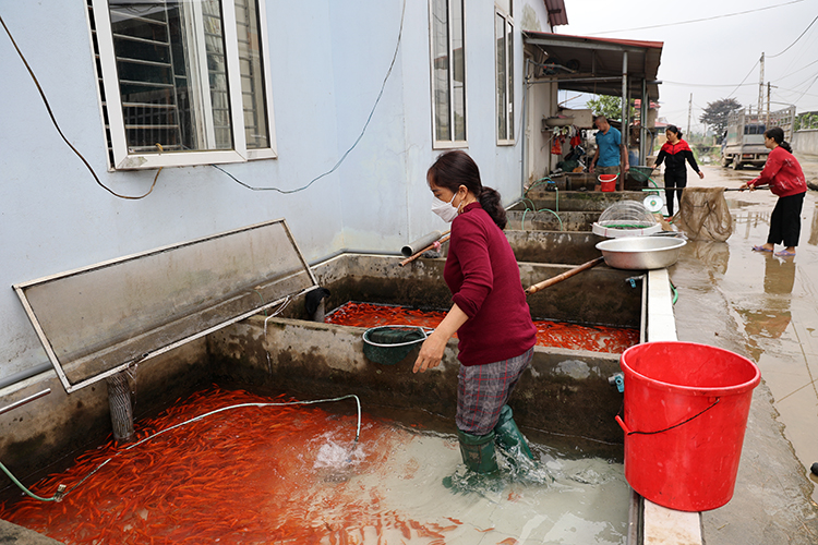Giá cá chép đỏ tăng gấp đôi, người dân làng Thủy Trầm phấn khởi Chú thích ảnh