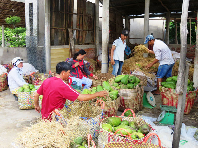 Nông dân Tiền Giang kỳ vọng năm 2008 “sản phẩm được bao tiêu, giá cả ổn định”