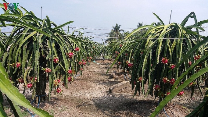 chong dich ncov chu dong dieu tiet xuat khau sang trung quoc