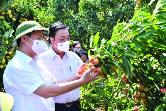 mot so hang hang khong dong y giam phi van chuyen cho nong san xuat khau