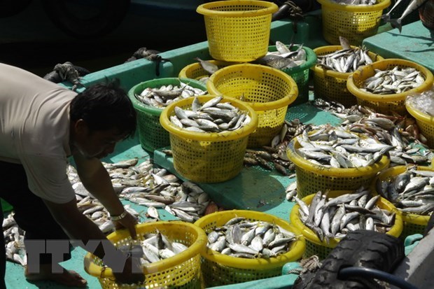 Kien Giang: Phat trien nghe nuoi hai san an toan va hieu qua hinh anh 1