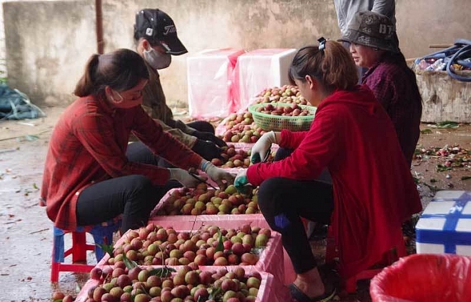 200 thuong lai trung quoc do sang lung mua vai thieu viet nam