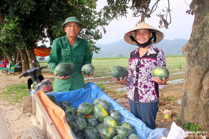 nghe an dua hau chay hang gia cao ky luc ban tai ruong moi sao co ngay 10 trieu dong