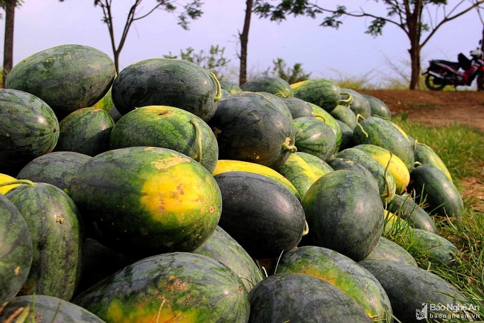 nghe an dua hau chay hang gia cao ky luc ban tai ruong moi sao co ngay 10 trieu dong