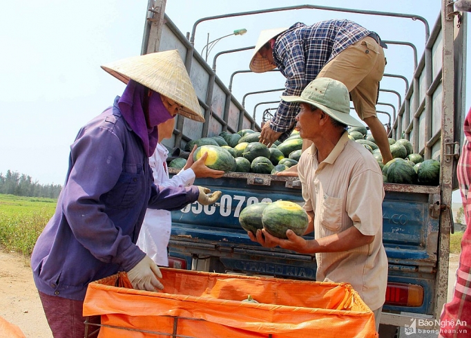 nghe an dua hau chay hang gia cao ky luc ban tai ruong moi sao co ngay 10 trieu dong