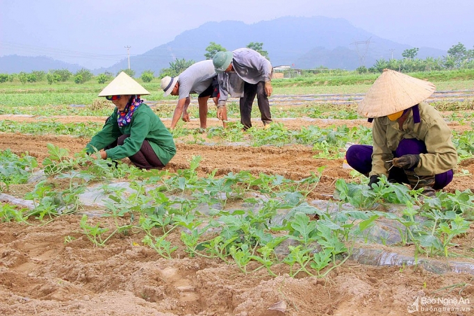 nghe an dua hau chay hang gia cao ky luc ban tai ruong moi sao co ngay 10 trieu dong