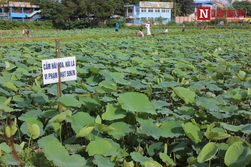 Sen Hồ Tây mất mùa: Khách đến đầm ngao ngán, chủ đầm sen thất thu! - Ảnh 1