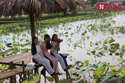 Sen Hồ Tây mất mùa: Khách đến đầm ngao ngán, chủ đầm sen thất thu! - Ảnh 7