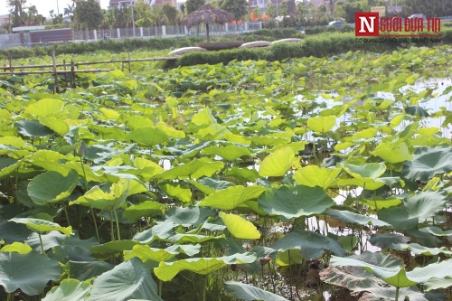 Sen Hồ Tây mất mùa: Khách đến đầm ngao ngán, chủ đầm sen thất thu! - Ảnh 10