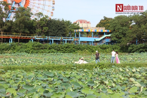 Sen Hồ Tây mất mùa: Khách đến đầm ngao ngán, chủ đầm sen thất thu! - Ảnh 9