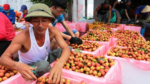 Vải thiều vào mùa. Ảnh: Giang Chinh.