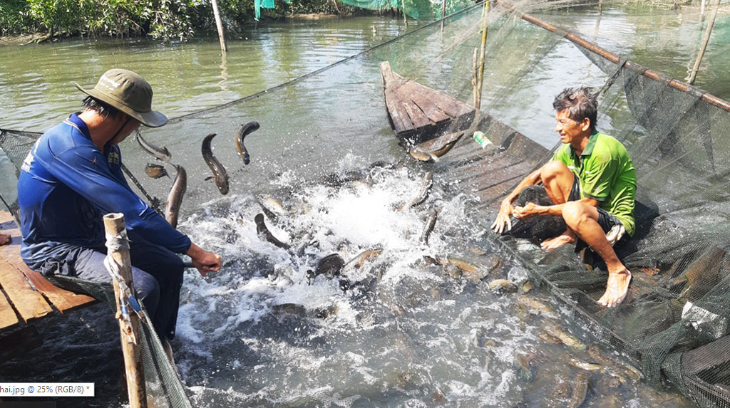 Long An: Nông dân nuôi cá lóc gặp khó