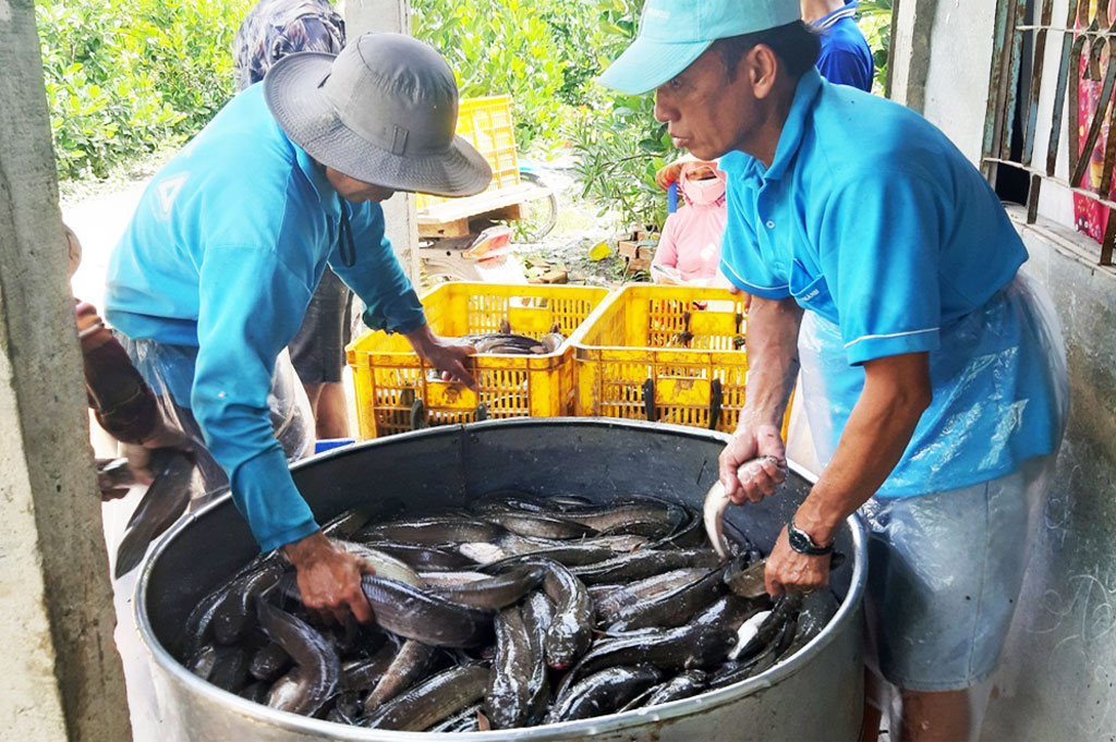 Long An: Nông dân nuôi cá lóc gặp khó