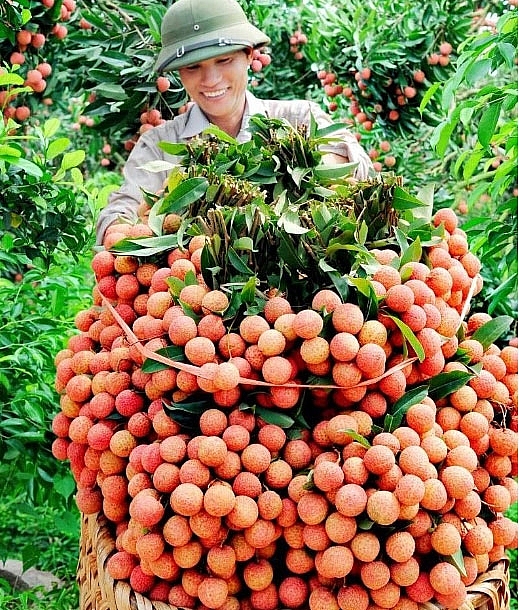 “Tấm hộ chiếu” đưa vải thiều xuất ngoại