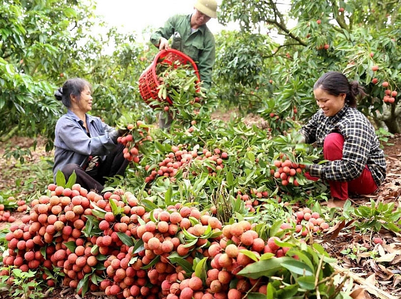 “Tấm hộ chiếu” đưa vải thiều xuất ngoại