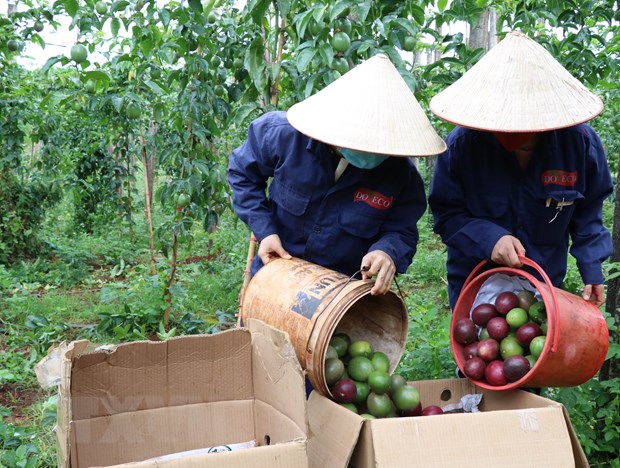 Chanh leo Viet Nam duoc xuat khau thi diem sang Trung Quoc tu 1/7 hinh anh 1