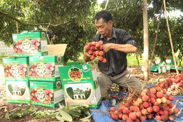 Da dang hinh thuc tieu thu nong san, mang lai hieu qua kinh te hinh anh 1