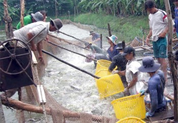 Tiền Giang: Dự kiến sẽ có 20 hộ nuôi tôm, cá đạt VietGAP vào cuối năm nay