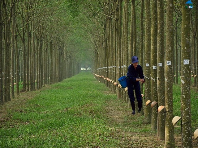 loi nhuan nganh cao su chu yeu den tu… go hinh anh 1