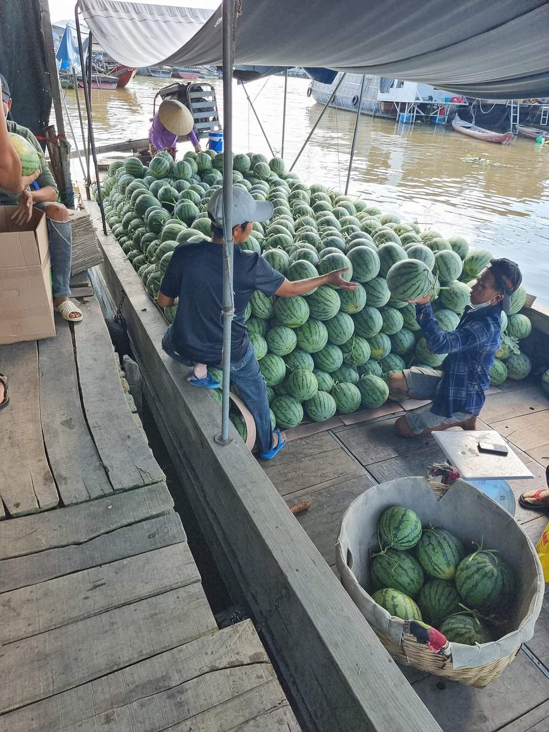 Mít, thanh long, dưa hấu đồng loạt tăng giá - ảnh 1