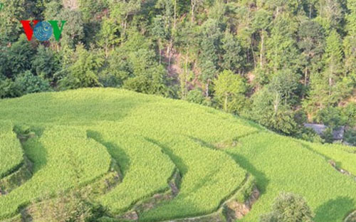 Ruộng bậc thang Hoàng Su Phì là di sản văn hóa phi vật thể Quốc gia