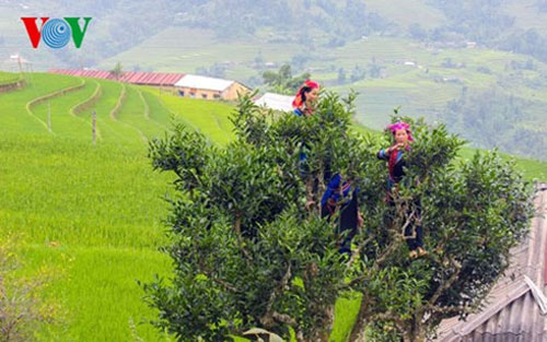 Ruộng bậc thang Hoàng Su Phì là di sản văn hóa phi vật thể Quốc gia