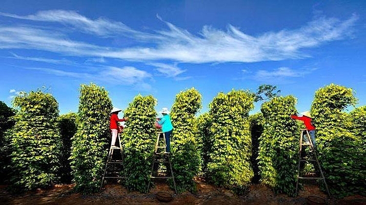Đến Nam Phú Quốc tận hưởng những trải nghiệm du lịch “bắt trend thế giới”