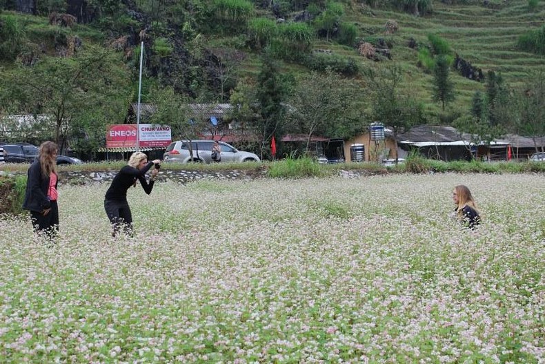 Khai mạc Lễ hội hoa tam giác mạch lần thứ 8