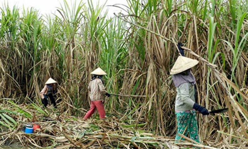 nganh mia duong viet nam chong bao atiga bang cach nao