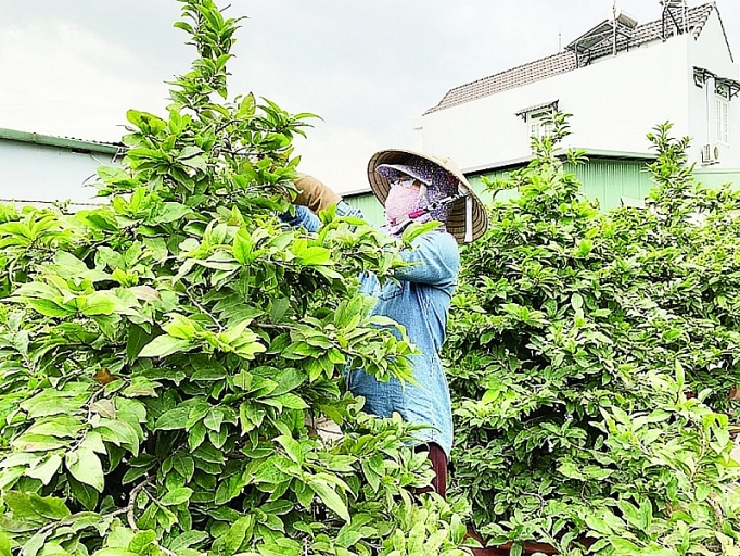 thoi tiet thuan nguoi trong mai mung