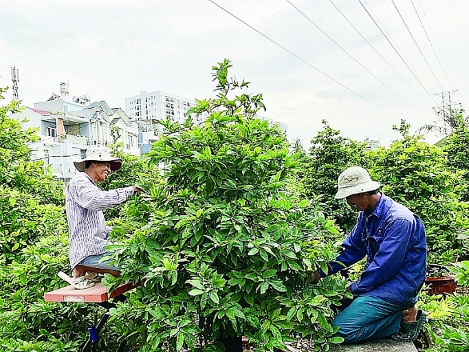 thoi tiet thuan nguoi trong mai mung