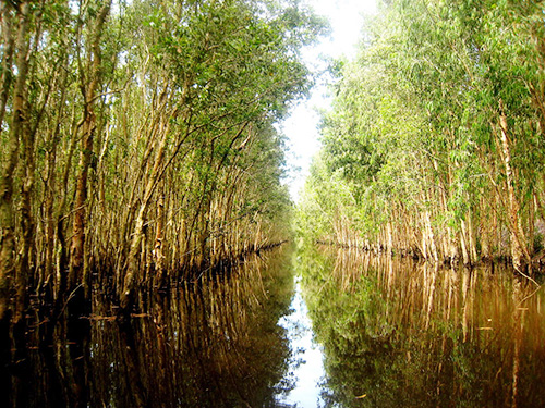 Tờ bạc Cụ Hồ in ở rừng U Minh