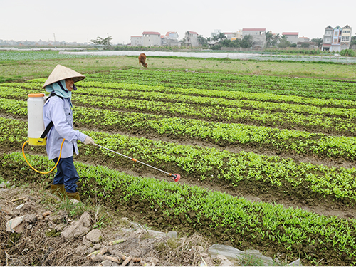 Sử dụng thuốc bảo vệ thực vật: Nhiều bất cập