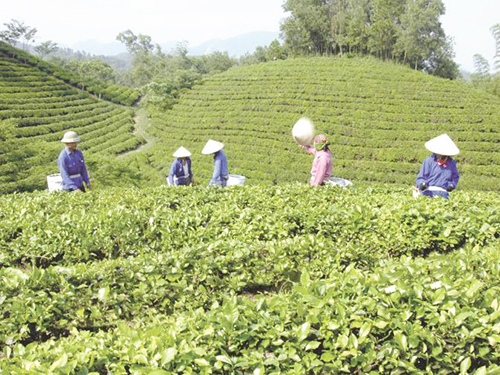 Ngành chè Việt Nam: Sắp xếp lại vùng nguyên liệu