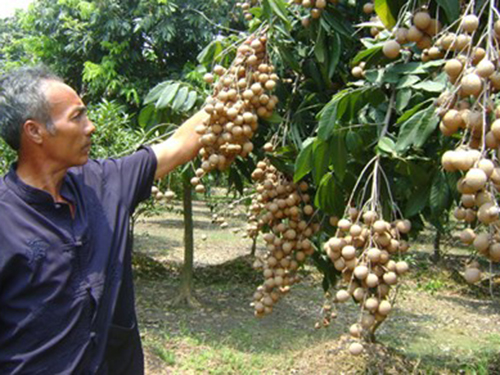 Xuất khẩu nhãn chín muộn sang Mỹ