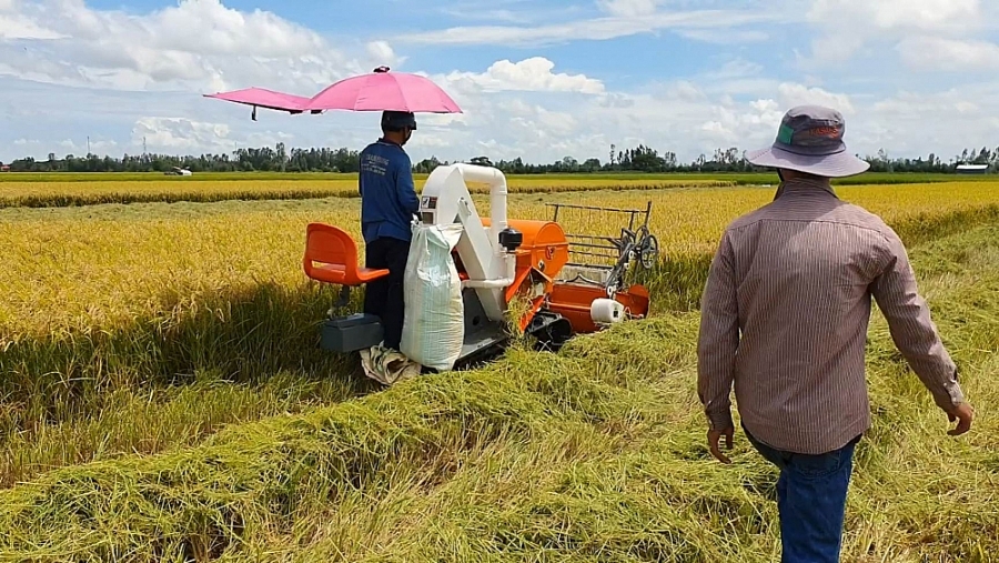 Giá lúa gạo hôm nay 24/1: Giá lúa đi ngang, giá gạo tăng