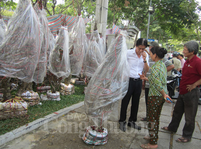 TP. Hồ Chí Minh: Ngập tràn hoa kiểng Tết