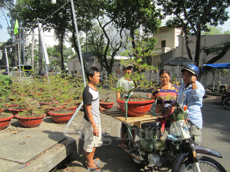 TP. Hồ Chí Minh: Ngập tràn hoa kiểng Tết