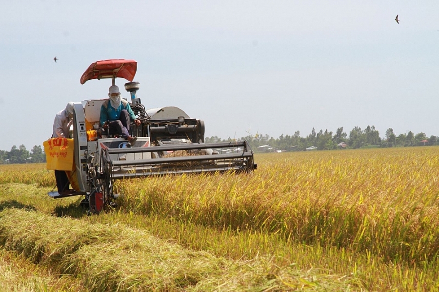 Giá lúa gạo hôm nay ngày 3/3: Giá lúa giảm, giá gạo xuất khẩu bật tăng