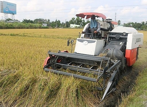 Giá lúa gạo hôm nay 8/2: Giá lúa gạo bình ổn, giao dịch mới chưa nhiều