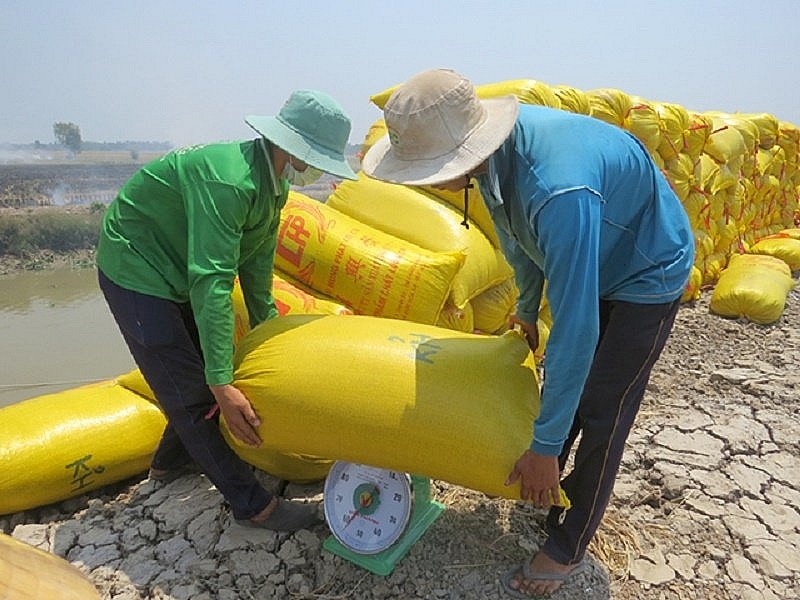 Giá lúa gạo hôm nay 10/2: Giá lúa đi ngang, giá gạo thường giảm 500 đồng/kg