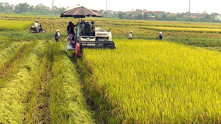 Giá lúa gạo hôm nay 18/2: Giá lúa giảm 200 đồng, giá gạo tăng