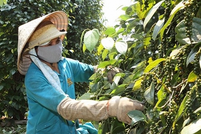 gia lai thu phu tieu gap kho 80 nguoi dan lam vao canh no nan