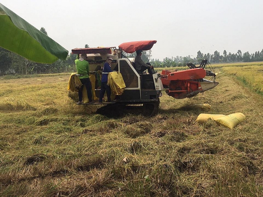 Giá lúa gạo hôm nay 27/6: Giá lúa gạo đi ngang