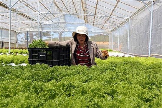 giai bai toan gia thanh vat tu nong nghiep voi san xuat huu co