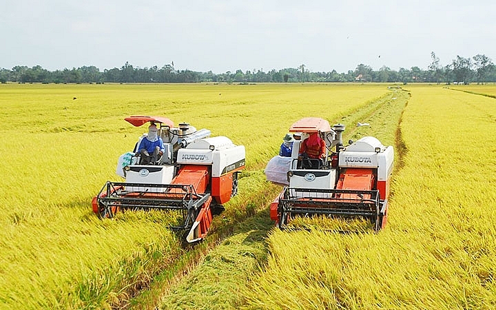 Giá lúa gạo hôm nay 2/3: Giá lúa nếp giảm 200 đồng/kg