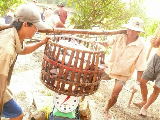 Doanh nghiệp thủy sản "ngồi trên lửa" với nghĩa vụ môi trường