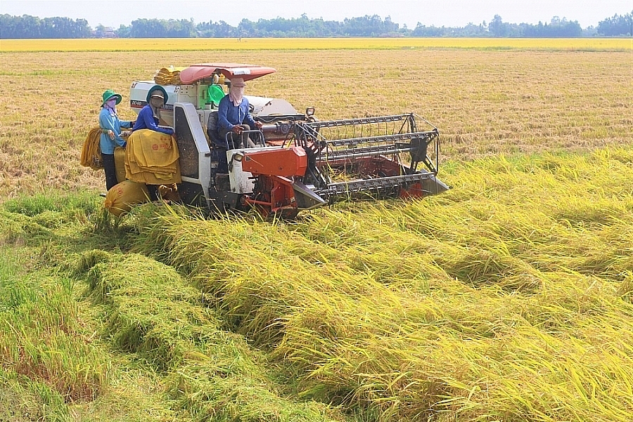 Giá lúa gạo hôm nay 7/2: Giá lúa gạo không biến động trong ngày giao dịch đầu năm