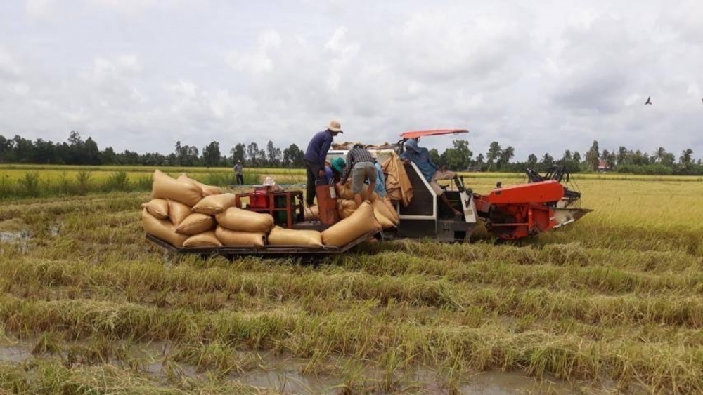 Giá lúa gạo hôm nay 17/6: Nguồn gạo ít, dư địa tăng giá vẫn còn